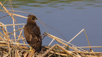 Western Marsh-Harrier - Circus aeruginosus - Saz delicesi