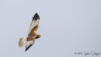 Western Marsh-Harrier - Circus aeruginosus - Saz delicesi