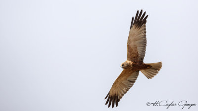 Western Marsh-Harrier - Circus aeruginosus - Saz delicesi