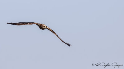 Western Marsh-Harrier - Circus aeruginosus - Saz delicesi