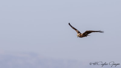 Western Marsh-Harrier - Circus aeruginosus - Saz delicesi