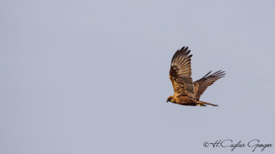 Western Marsh-Harrier - Circus aeruginosus - Saz delicesi