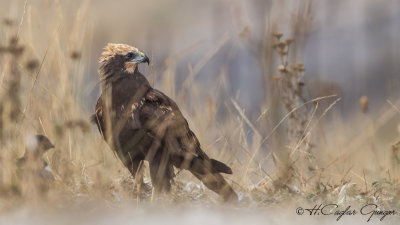 Western Marsh-Harrier - Circus aeruginosus - Saz delicesi
