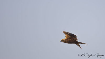 Western Marsh-Harrier - Circus aeruginosus - Saz delicesi