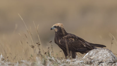Western Marsh-Harrier - Circus aeruginosus - Saz delicesi