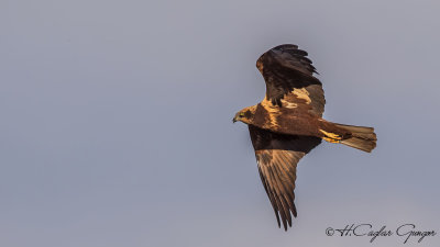 Western Marsh-Harrier - Circus aeruginosus - Saz delicesi