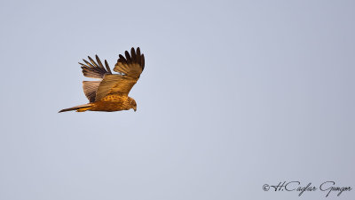 Western Marsh-Harrier - Circus aeruginosus - Saz delicesi