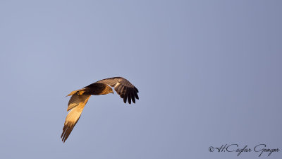 Western Marsh-Harrier - Circus aeruginosus - Saz delicesi