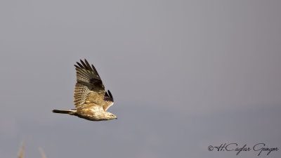 Western Marsh-Harrier - Circus aeruginosus - Saz delicesi