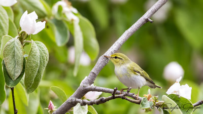 Wood Warbler - Phylloscopus sibilatrix - Orman çıvgını