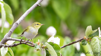 Wood Warbler - Phylloscopus sibilatrix - Orman çıvgını