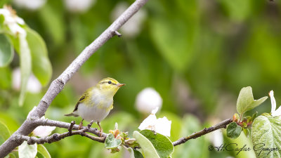 Wood Warbler - Phylloscopus sibilatrix - Orman çıvgını