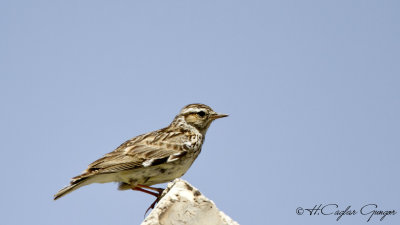 Woodlark - Lullula arborea - Orman toygarı