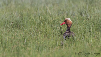 Red-crested Pochard - Netta rufina - Macar ördeği