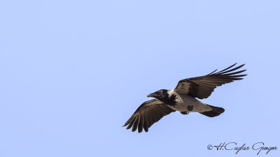 Hooded Crow - Corvus cornix - Leş kargası