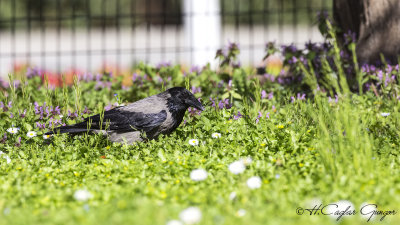 Hooded Crow - Corvus cornix - Leş kargası