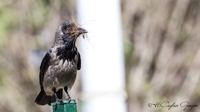 Hooded Crow - Corvus cornix - Leş kargası