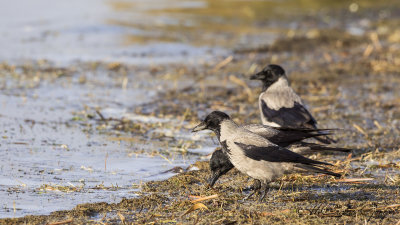 Hooded Crow - Corvus cornix - Leş kargası