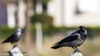 Hooded Crow - Corvus cornix - Leş kargası