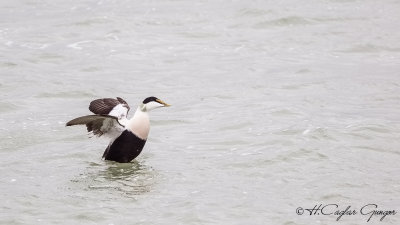 Common Eider - Somateria mollissima - Pufla