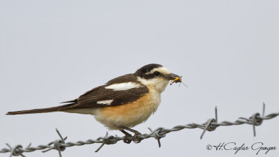 Masked Shrike - Lanius nubicus - Maskeli örümcekkuşu