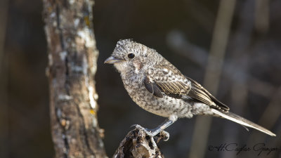 Masked Shrike - Lanius nubicus - Maskeli örümcekkuşu