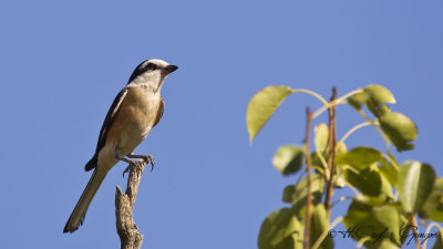 Masked Shrike - Lanius nubicus - Maskeli örümcekkuşu