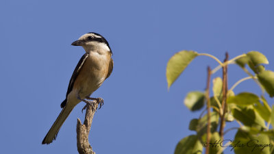 Masked Shrike - Lanius nubicus - Maskeli örümcekkuşu