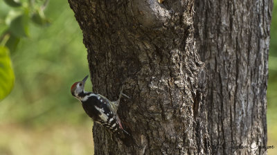 Middle Spotted Woodpecker - Dendrocopos medius - Ortanca ağaçkakan
