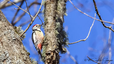 Middle Spotted Woodpecker - Dendrocopos medius - Ortanca ağaçkakan