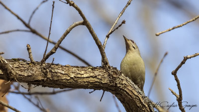 Grey-headed Woodpecker - Picus canus - Küçük yeşil ağaçkakan