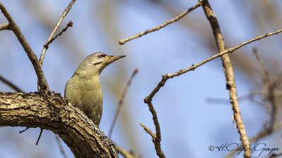 Grey-headed Woodpecker - Picus canus - Küçük yeşil ağaçkakan
