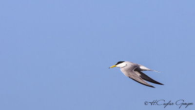 Little Tern - Sterna albifrons - Küçük Sumru