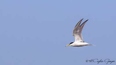 Little Tern - Sterna albifrons - Küçük Sumru