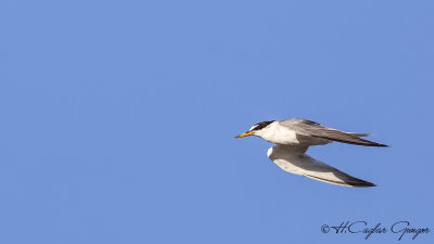 Little Tern - Sterna albifrons - Küçük Sumru