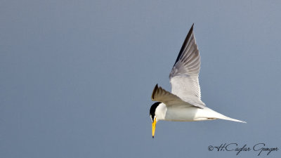 Little Tern - Sterna albifrons - Küçük Sumru