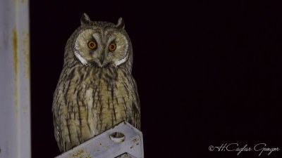 Long-eared Owl - Asio otus - Kulaklı orman baykuşu