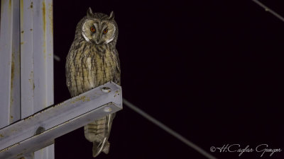 Long-eared Owl - Asio otus - Kulaklı orman baykuşu