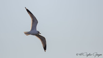 Mew Gull - Larus canus - Küçük gümüş martı