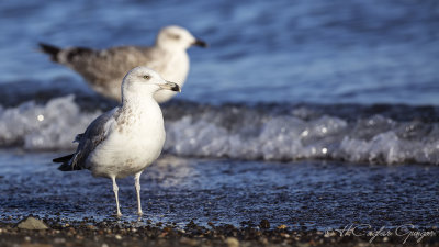 Mew Gull - Larus canus - Küçük gümüş martı