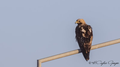 Eastern Imperial Eagle - Aquila heliaca - Şah kartal