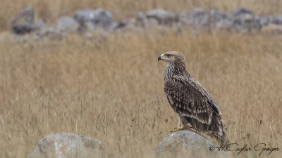 Eastern Imperial Eagle - Aquila heliaca - Şah kartal