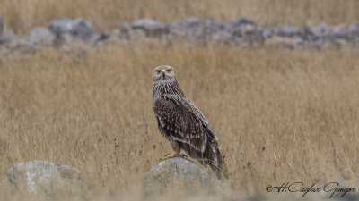 Eastern Imperial Eagle - Aquila heliaca - Şah kartal