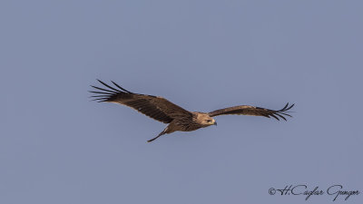 Eastern Imperial Eagle - Aquila heliaca - Şah kartal