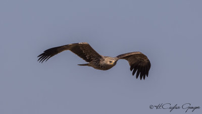 Eastern Imperial Eagle - Aquila heliaca - Şah kartal