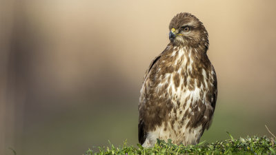Common Buzzard - Buteo buteo - Şahin