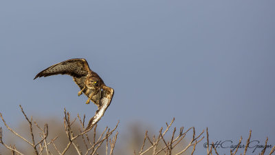 Common Buzzard - Buteo buteo - Şahin