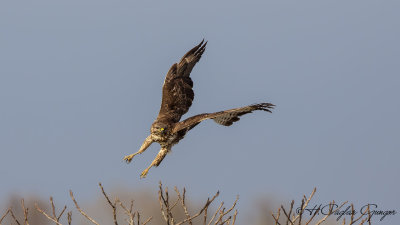 Common Buzzard - Buteo buteo - Şahin