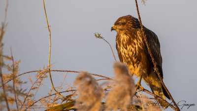Common Buzzard - Buteo buteo - Şahin