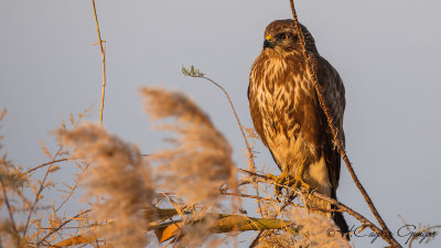 Common Buzzard - Buteo buteo - Şahin